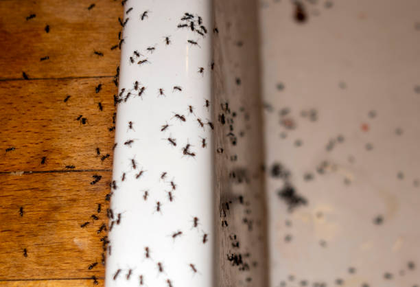 Best Cockroach Control Services  in South Greeley, WY