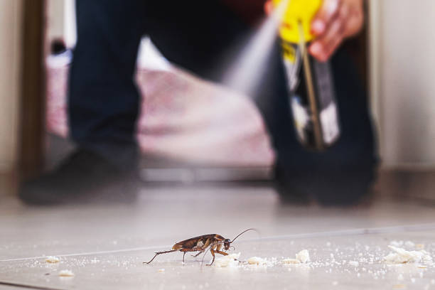 Best Mosquito Control Services  in South Greeley, WY